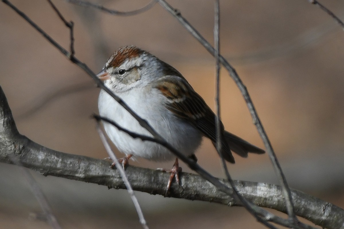 Chipping Sparrow - ML209480541