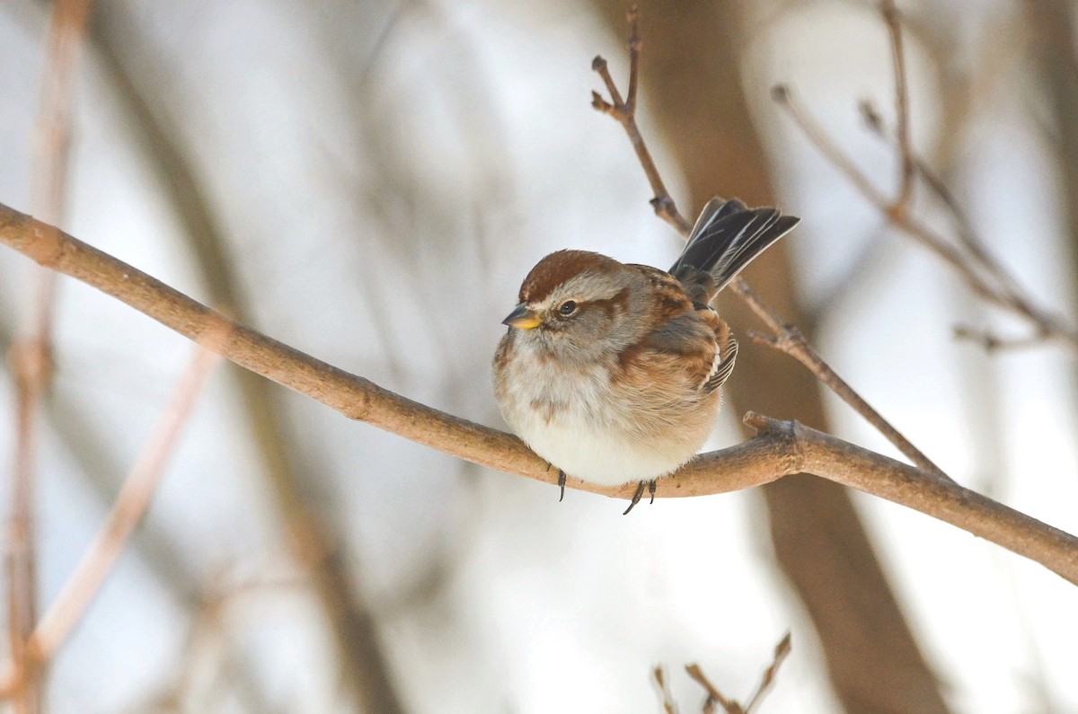 American Tree Sparrow - ML209481511