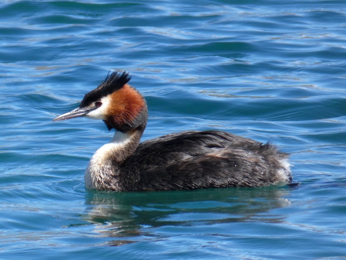 Great Crested Grebe - Sarah Mueller