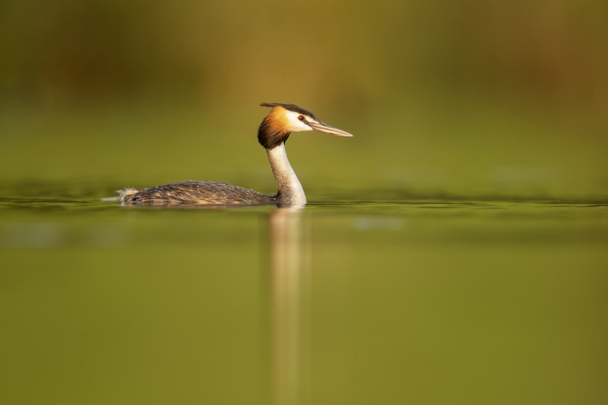 Great Crested Grebe - ML209487381