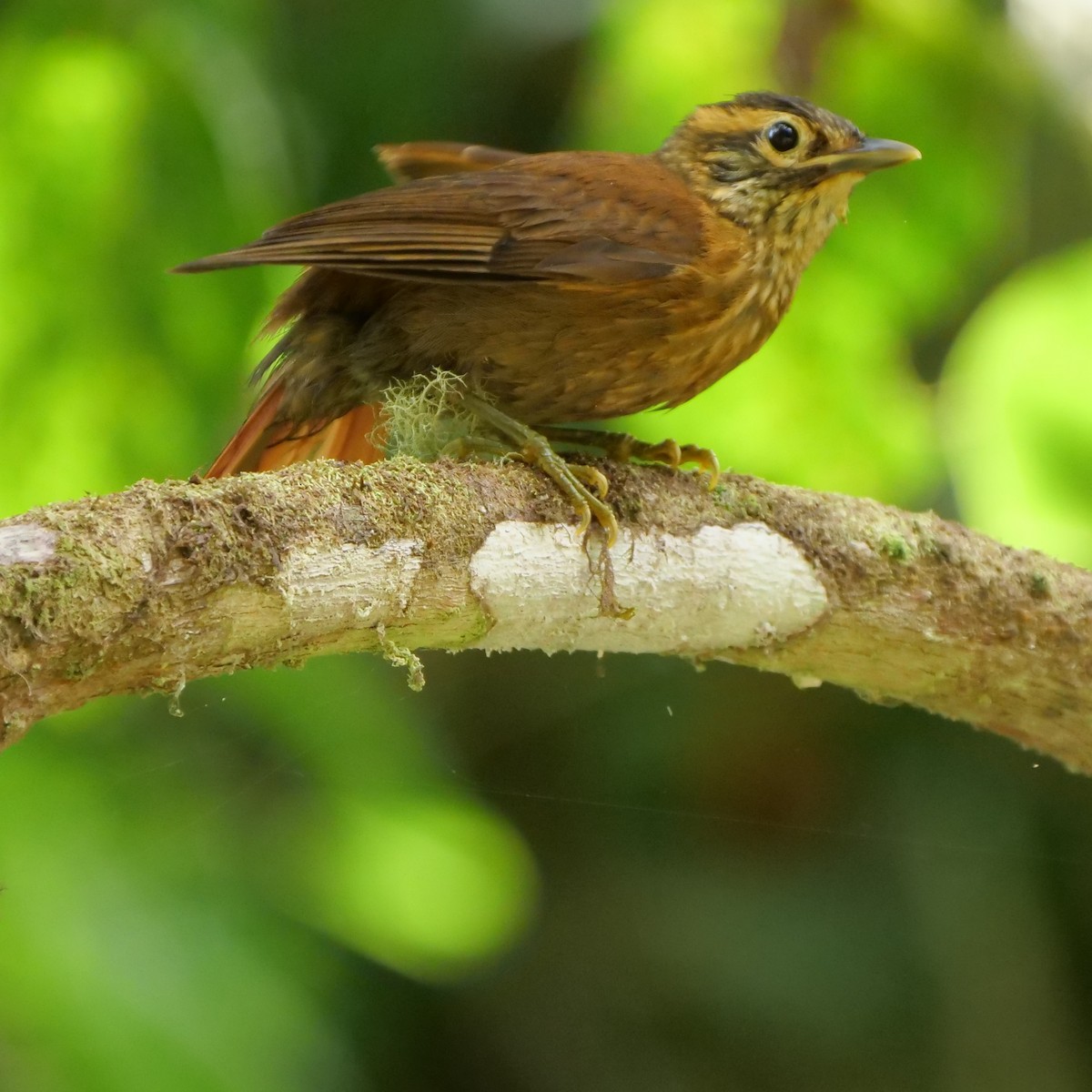 Scaly-throated Foliage-gleaner - Mike Grant