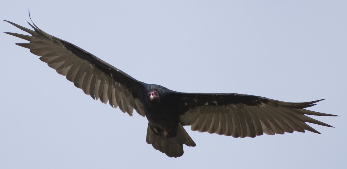 Turkey Vulture - Ken Pitts
