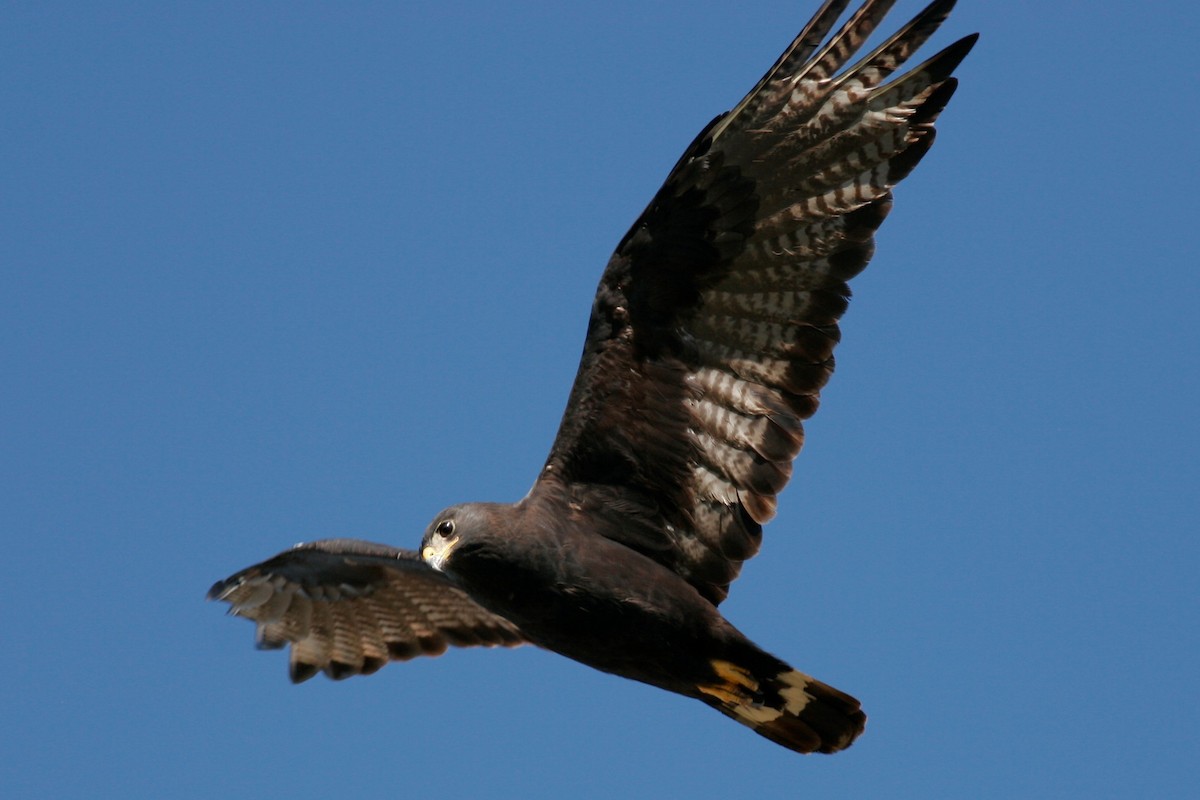 Zone-tailed Hawk - Kerry Ross