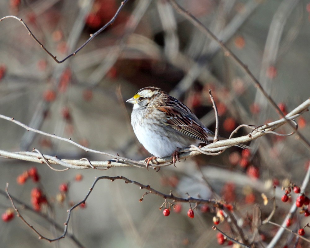 White-throated Sparrow - ML209501781