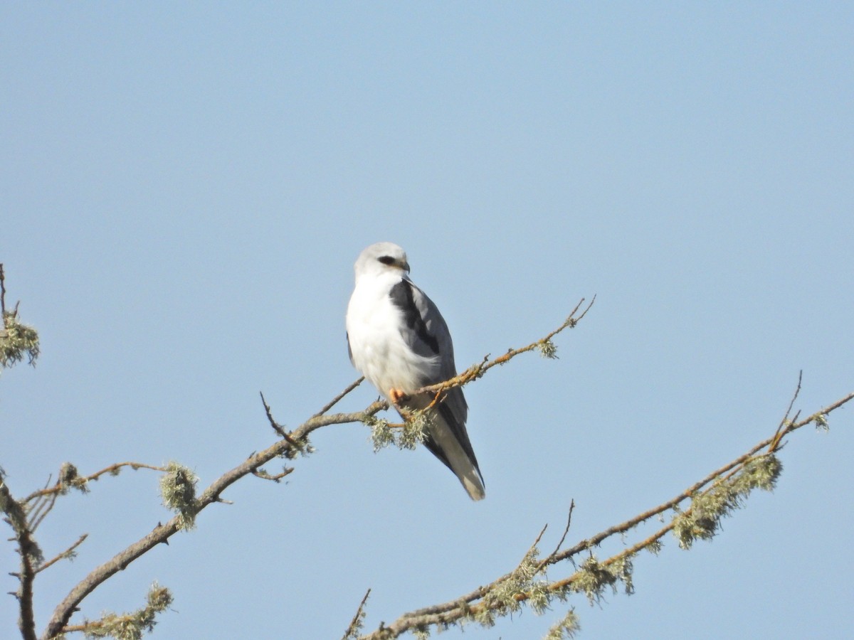 White-tailed Kite - ML209505491