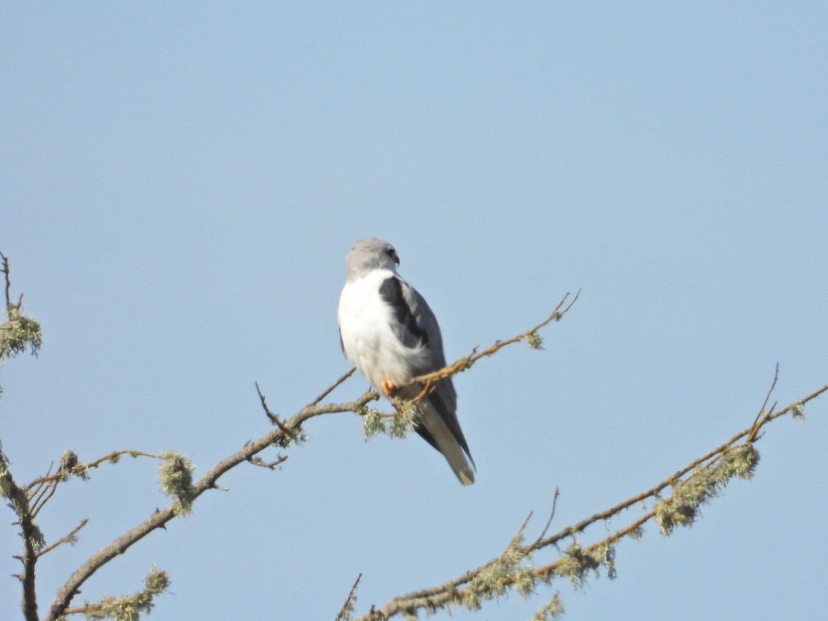 White-tailed Kite - ML209505541