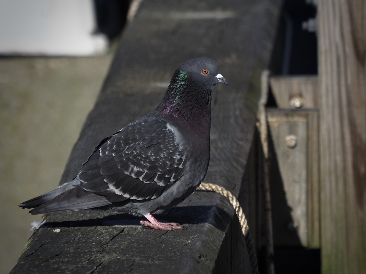 Pigeon biset (forme domestique) - ML209510661