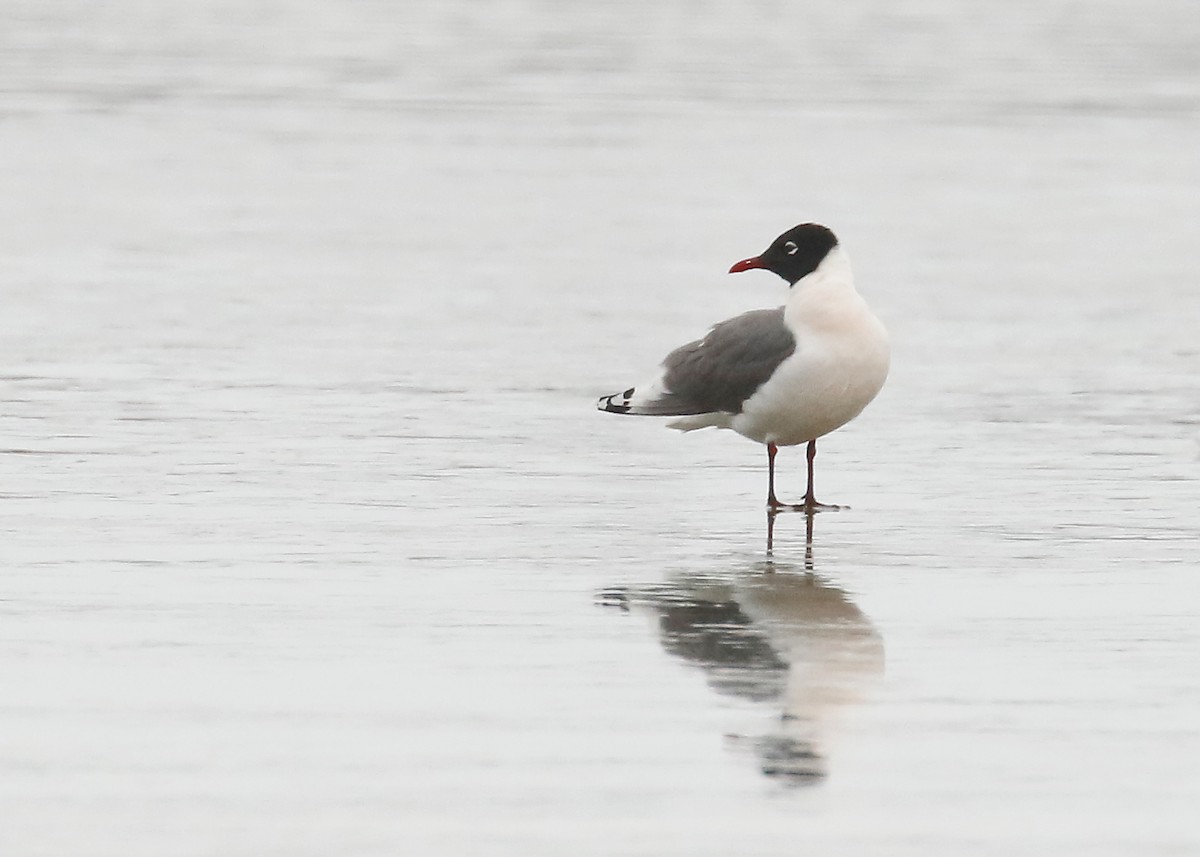 Franklin's Gull - Eric Walters