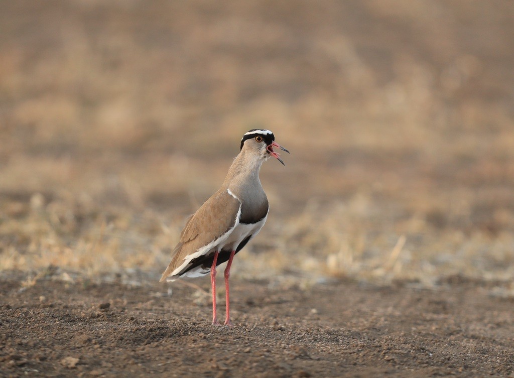 Crowned Lapwing - ML209517471