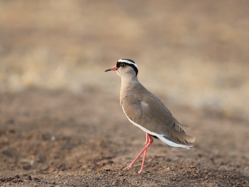 Crowned Lapwing - ML209517481