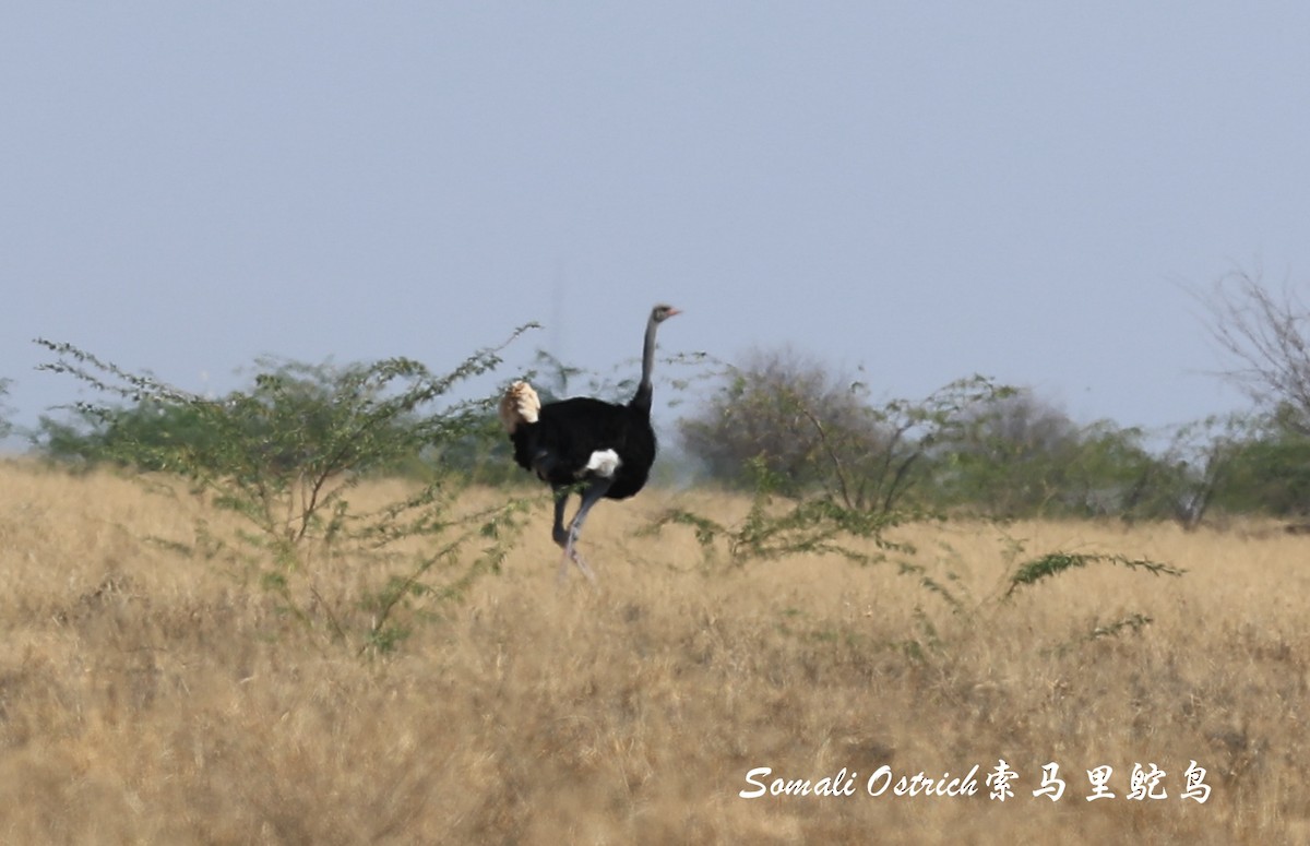 Somali Ostrich - ML209517721