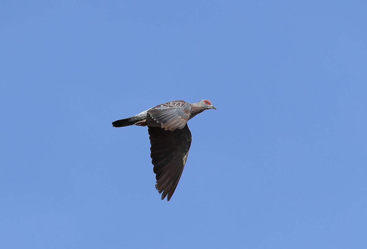 Speckled Pigeon - ML209517821