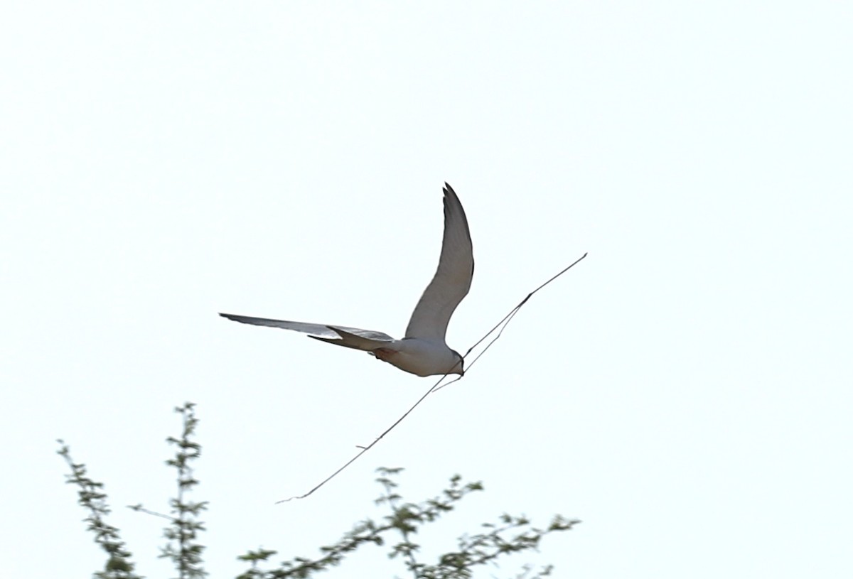 Scissor-tailed Kite - ML209518211