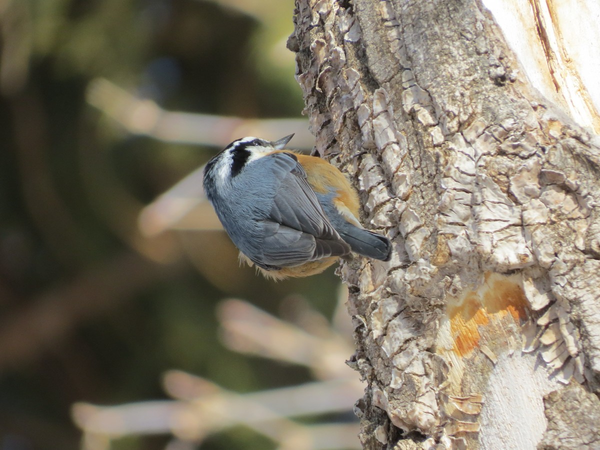 Red-breasted Nuthatch - Jody Allair