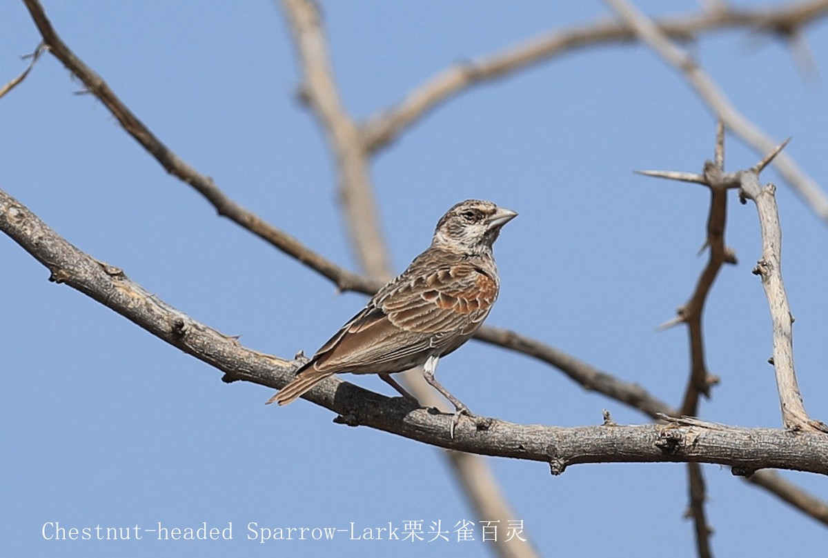 Chestnut-headed Sparrow-Lark - ML209518921