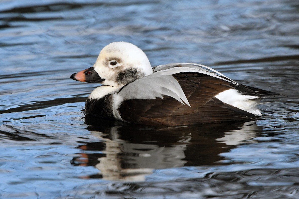 Long-tailed Duck - Ryan Merrill