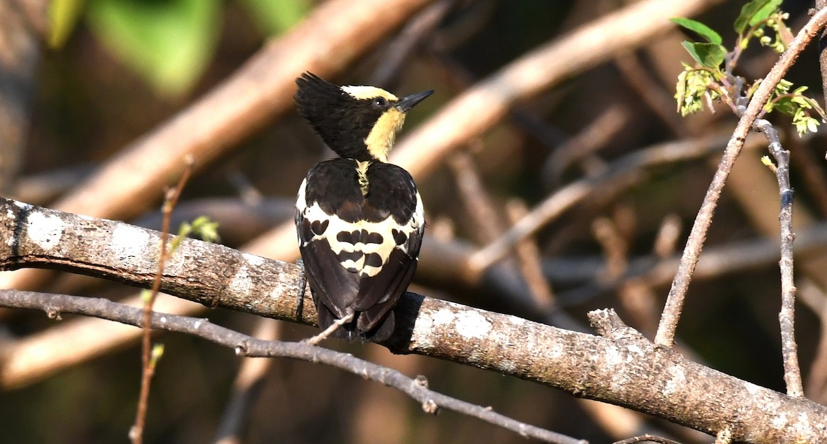 Heart-spotted Woodpecker - mathew thekkethala