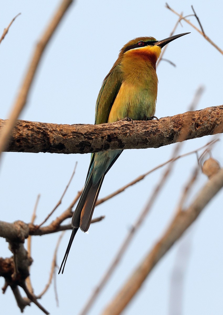Blue-tailed Bee-eater - ML209525551