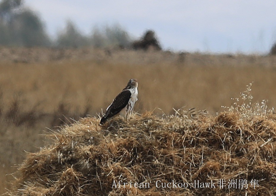 African Cuckoo-Hawk - Qiang Zeng