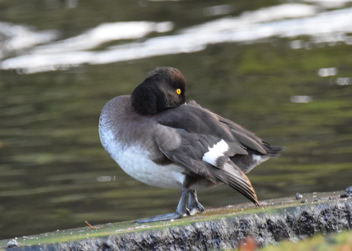 Tufted Duck - A Emmerson