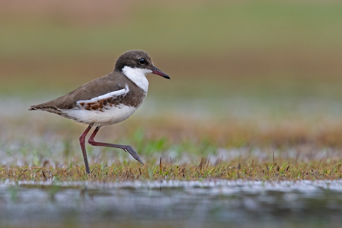 Red-kneed Dotterel - ML209533171