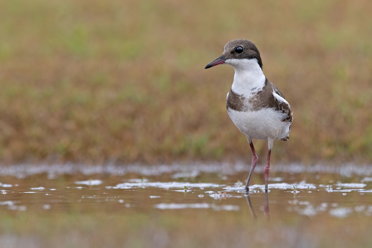 Red-kneed Dotterel - ML209533201