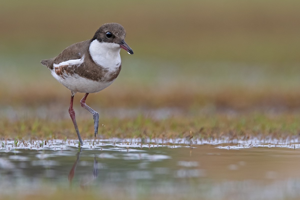 Red-kneed Dotterel - ML209533231