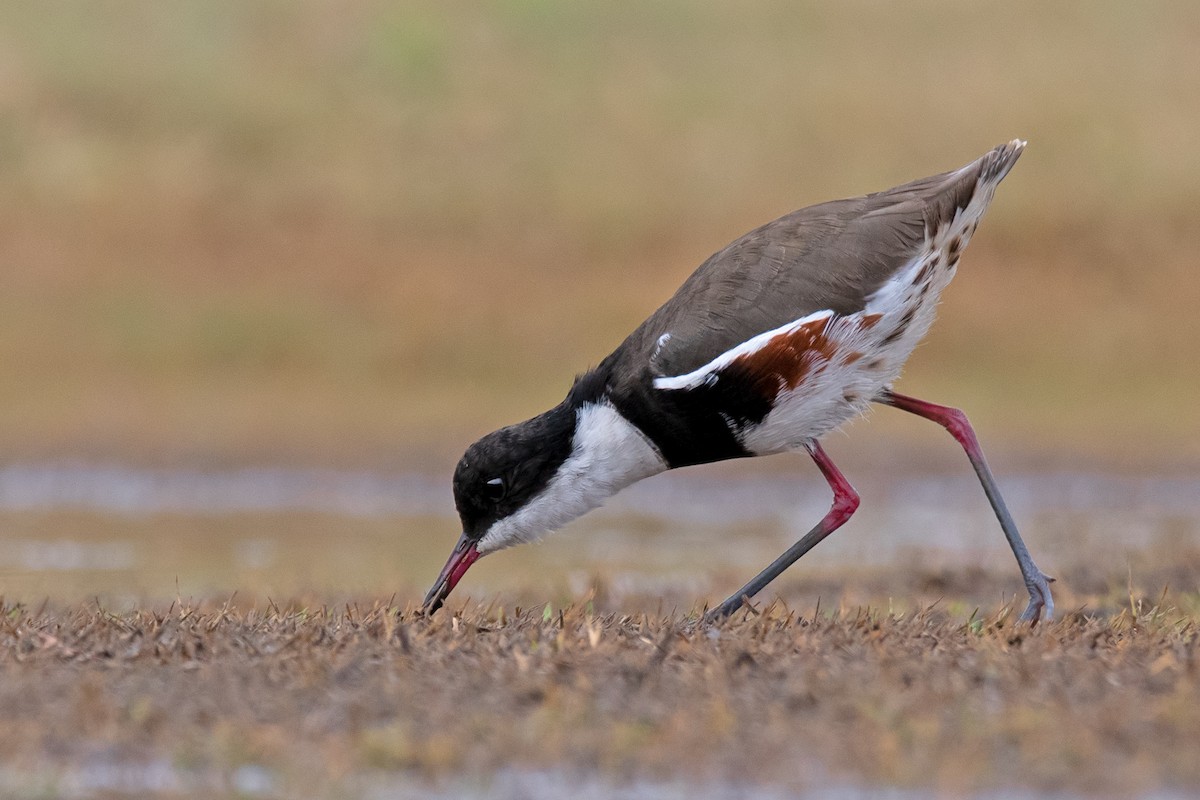 Red-kneed Dotterel - ML209533261