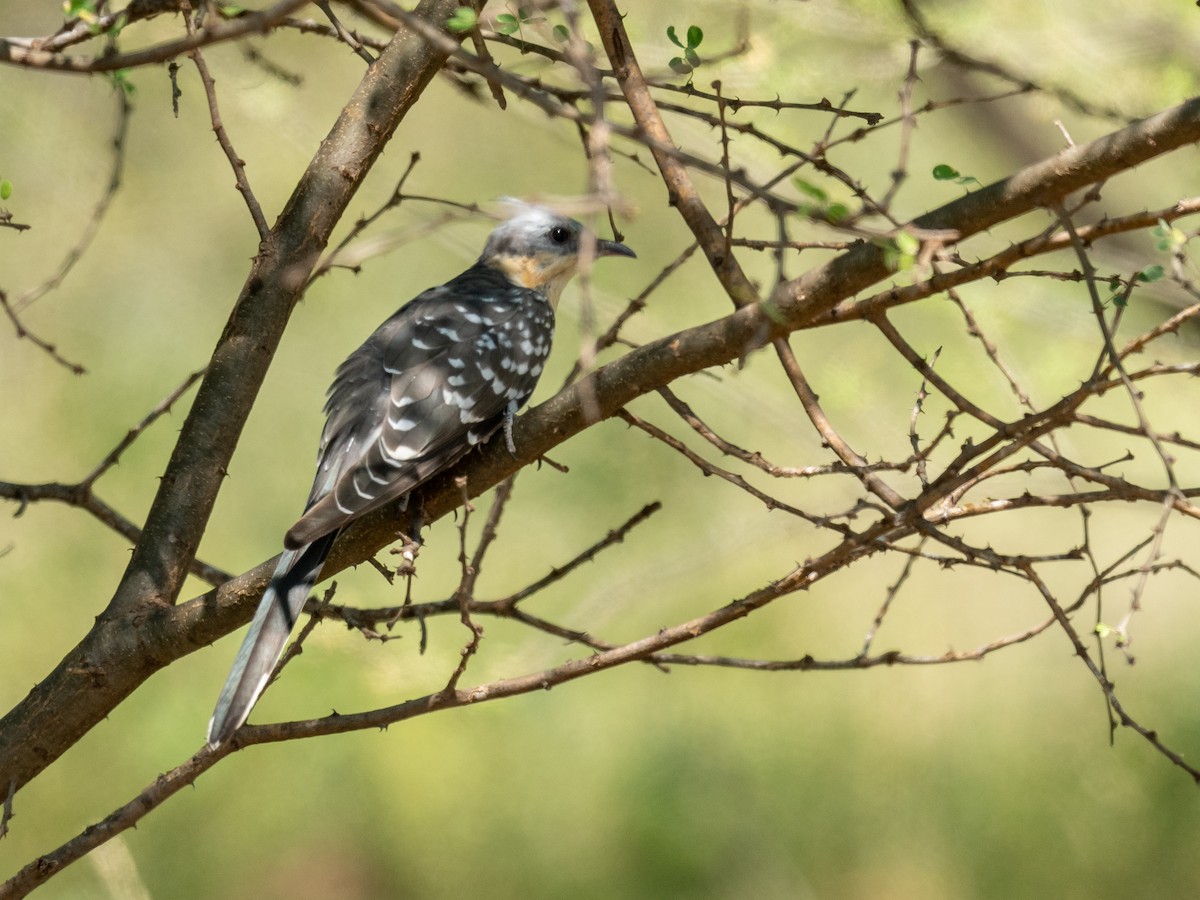 Great Spotted Cuckoo - ML209533381