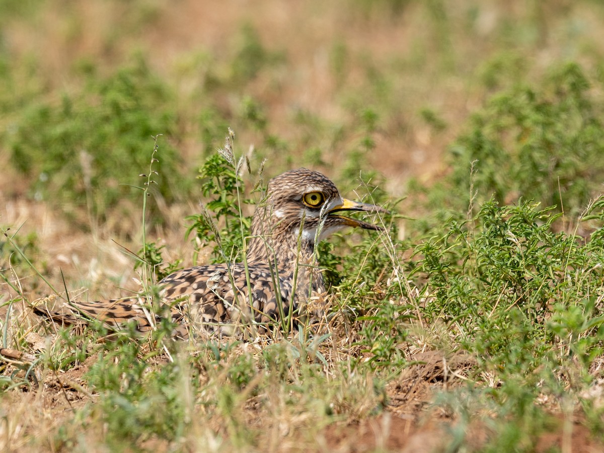 Spotted Thick-knee - ML209533801