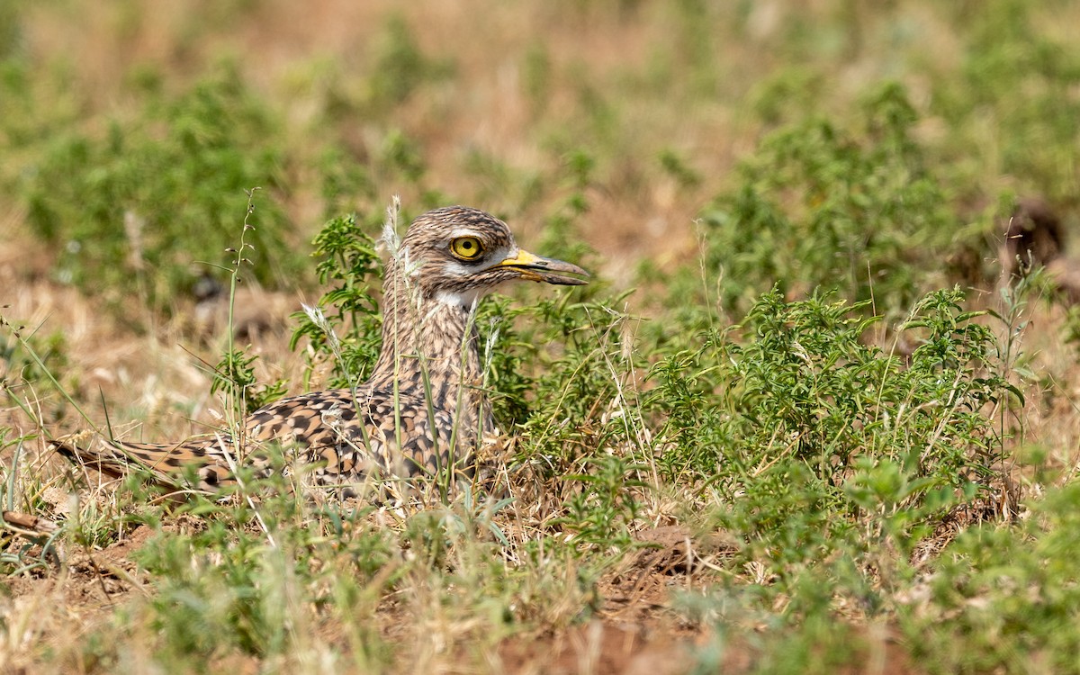 Spotted Thick-knee - ML209533811