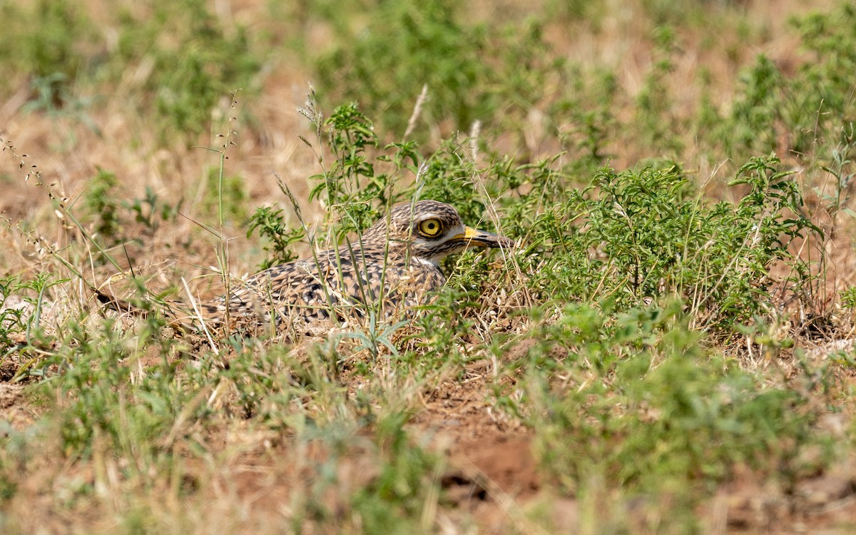 Spotted Thick-knee - ML209533821