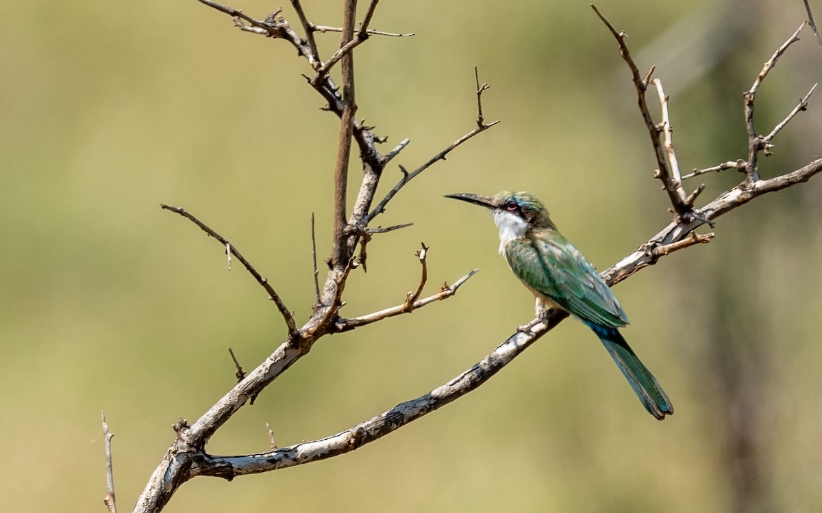 Somali Bee-eater - ML209533911