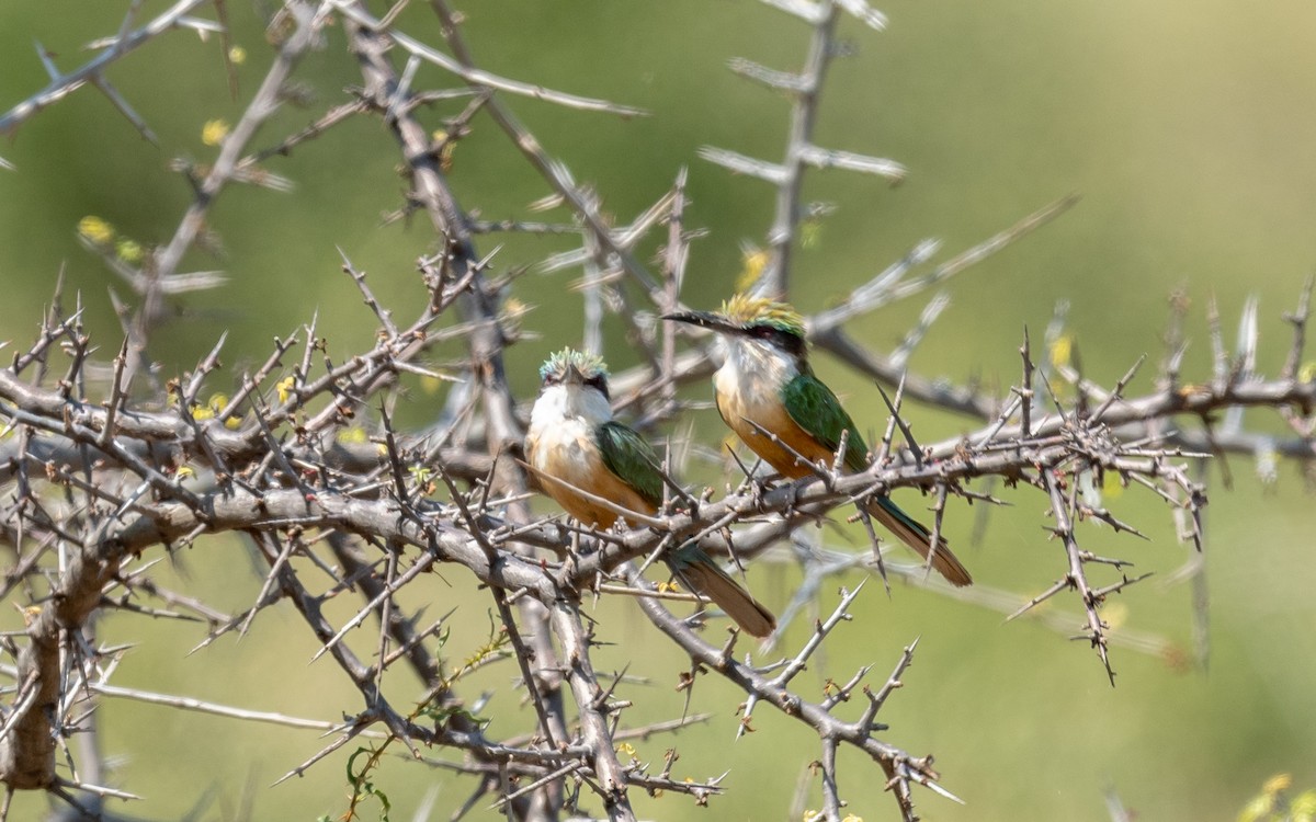 Somali Bee-eater - ML209533921