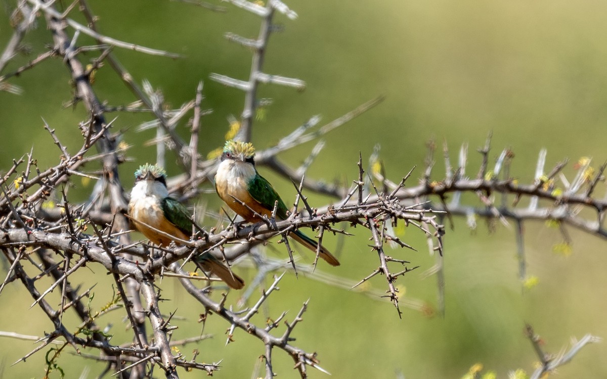 Somali Bee-eater - ML209533931