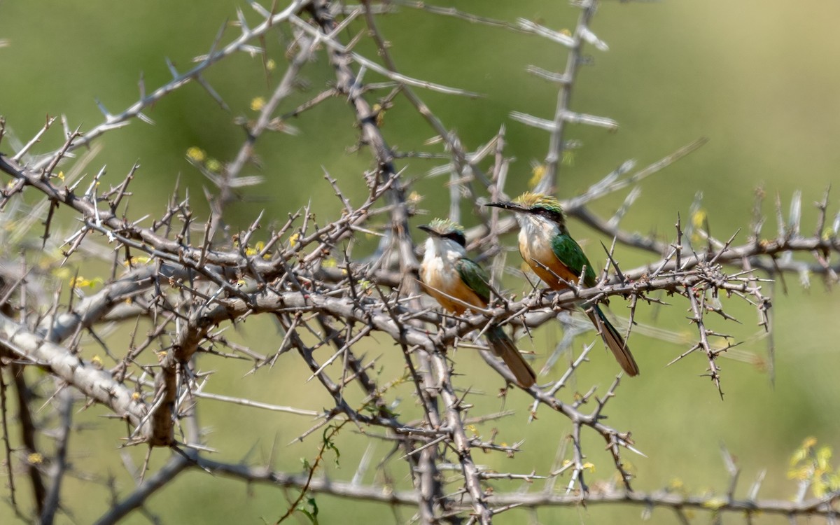 Somali Bee-eater - ML209533941