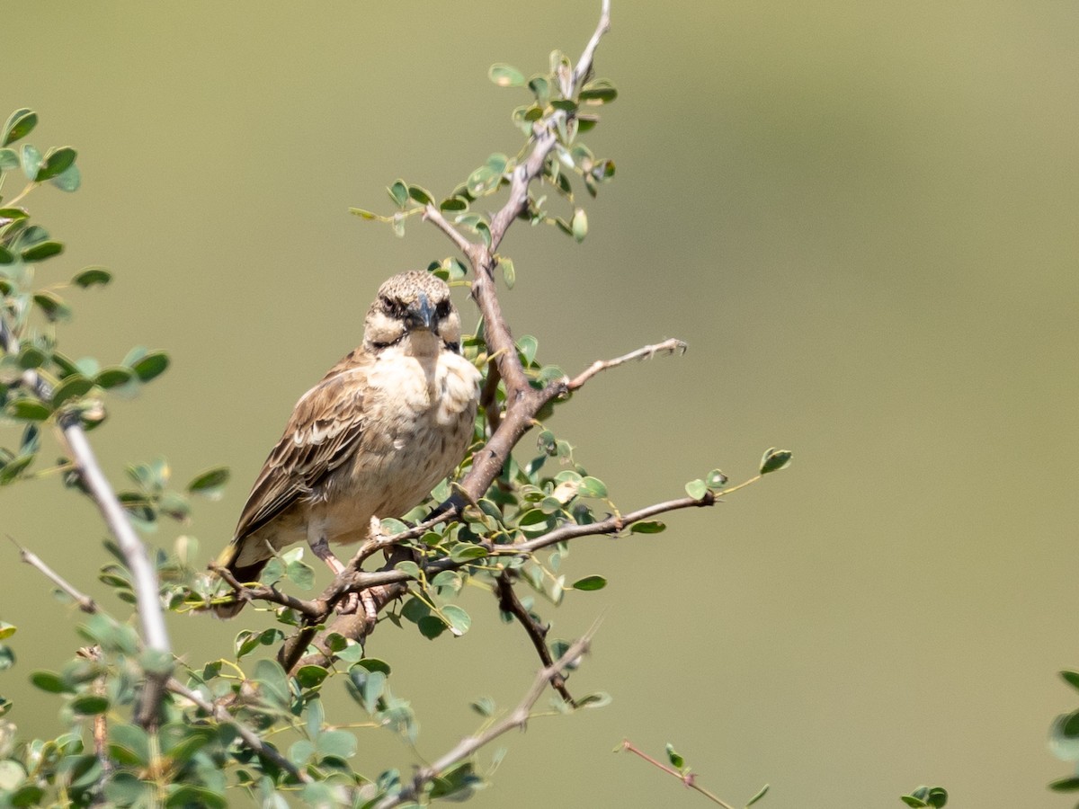 Donaldson Smith's Sparrow-Weaver - ML209534271
