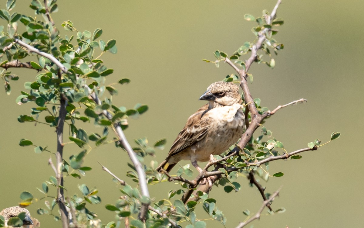 Donaldson Smith's Sparrow-Weaver - ML209534281