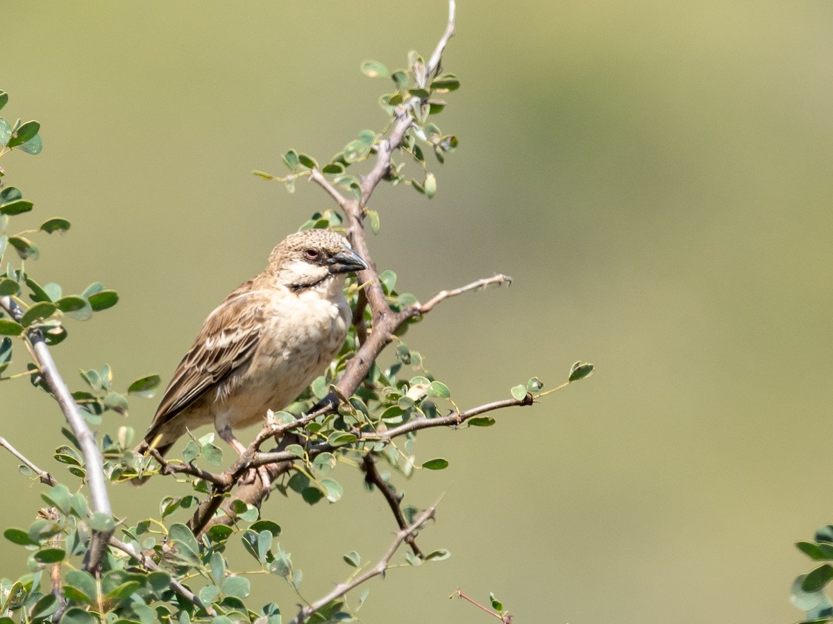 Donaldson Smith's Sparrow-Weaver - Jean-Louis  Carlo