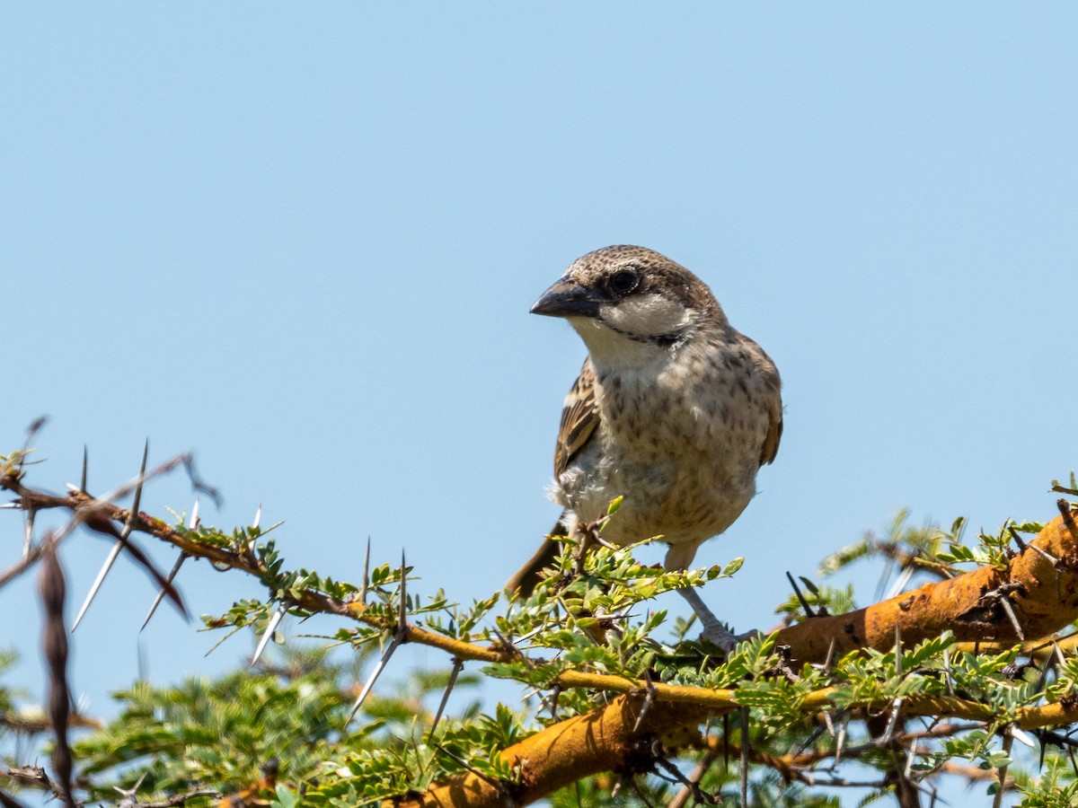 Donaldson Smith's Sparrow-Weaver - ML209534321