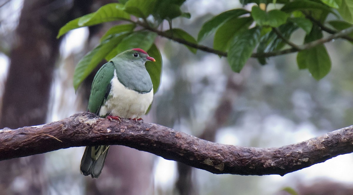 Cream-breasted Fruit-Dove - Daniel López-Velasco | Ornis Birding Expeditions