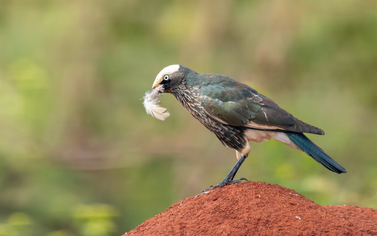 White-crowned Starling - ML209534951