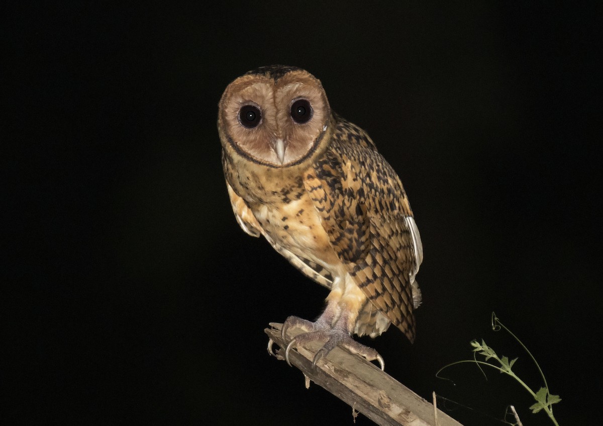 Golden Masked-Owl - Daniel López-Velasco | Ornis Birding Expeditions