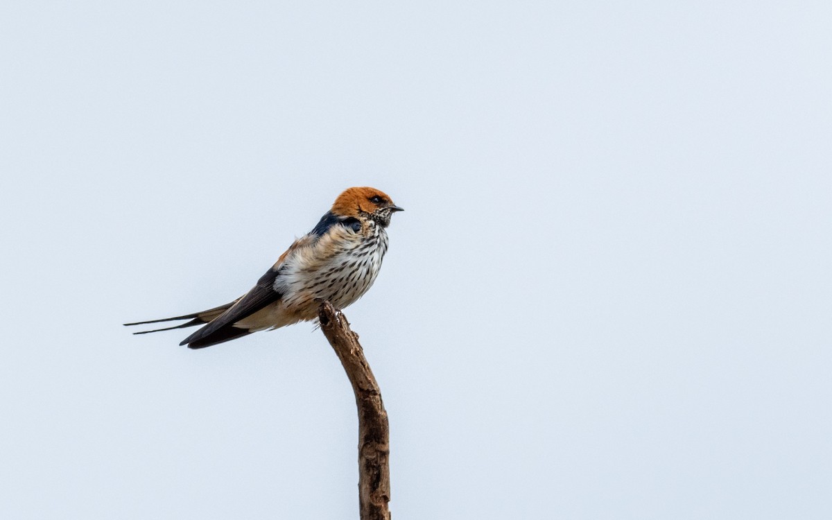 Lesser Striped Swallow - Jean-Louis  Carlo