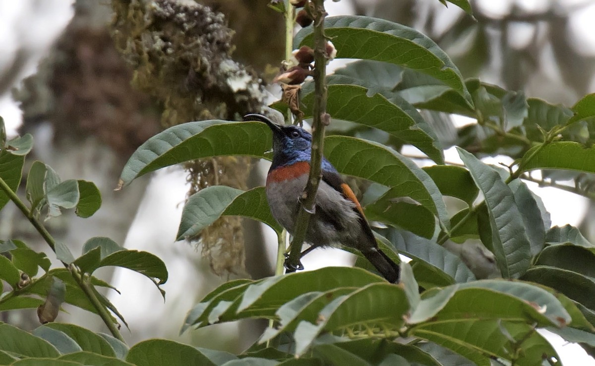 Rufous-winged Sunbird - Daniel López-Velasco | Ornis Birding Expeditions