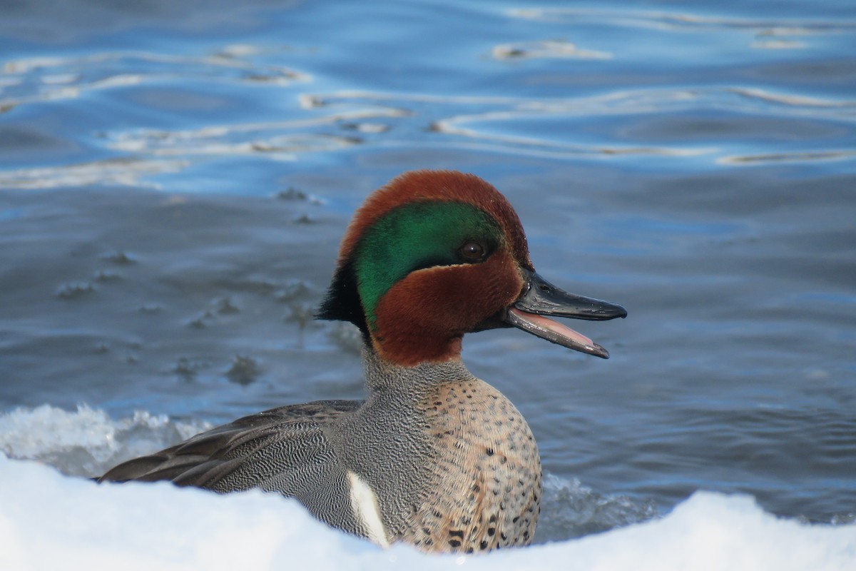 Green-winged Teal - ML209538301