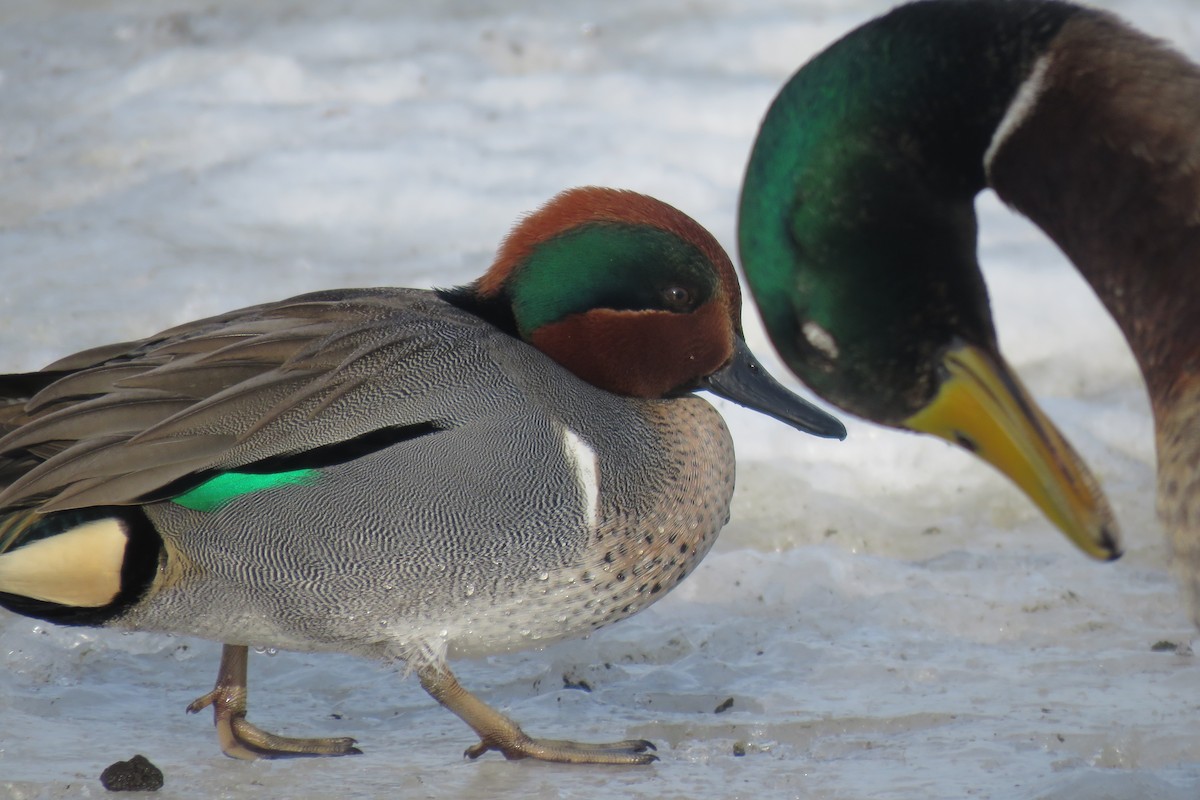 Green-winged Teal - ML209538371