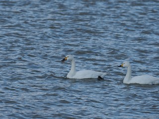 Tundra Swan, ML209539591