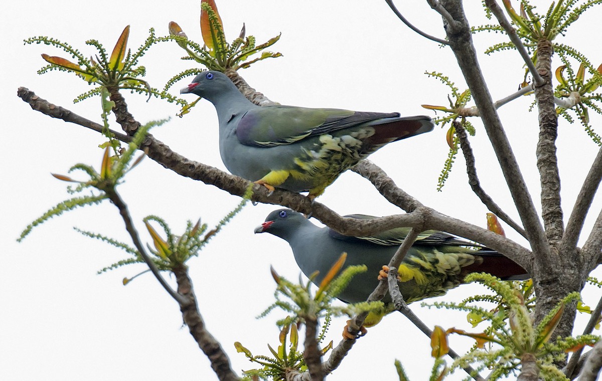 Pemba Green-Pigeon - Daniel López-Velasco | Ornis Birding Expeditions