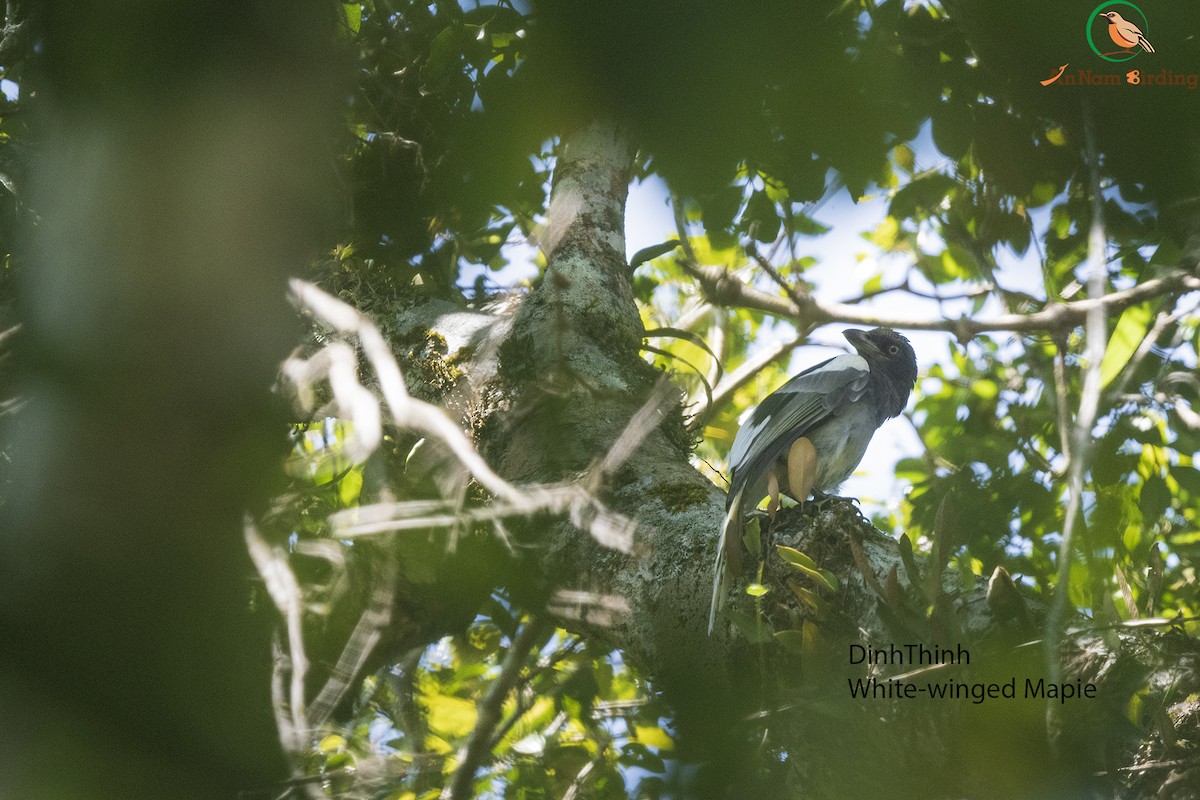 White-winged Magpie - ML209540191